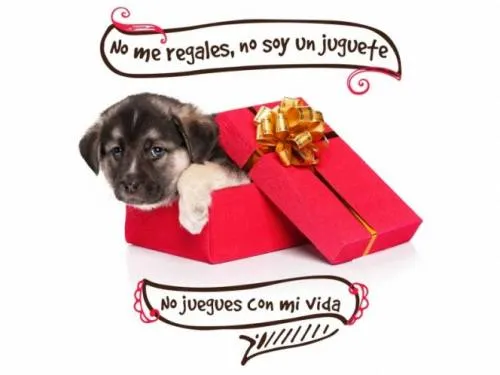 Mascotas regaladas el Día de Reyes son abandonadas al año