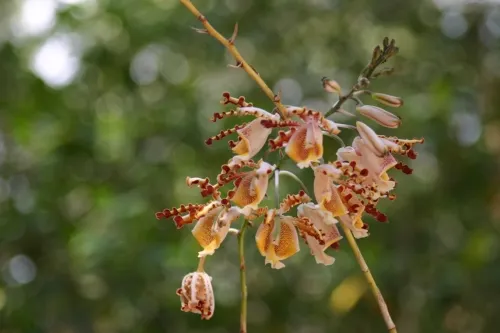 Recuperó Profepa más de 2 mil ejemplares de orquídeas en 2019