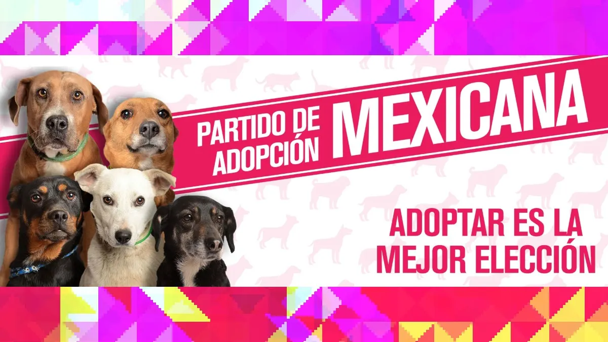 Crean partido para promover adopción de perros