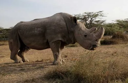 Muere ‘Sudán’, el último macho de rinoceronte blanco del norte