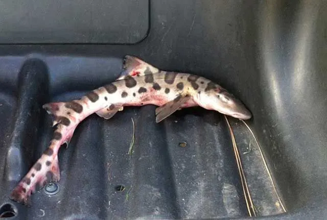 ‘Llueve’ tiburón en una cancha de golf de California