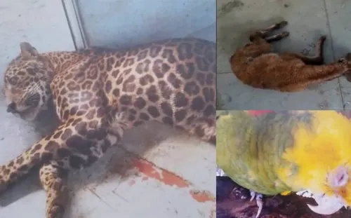 Mueren más de 50 animales en zoológico Parque Morelos de Tijuana