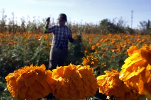 Flor de cempasúchil se comercializa en 50 pesos el rollo