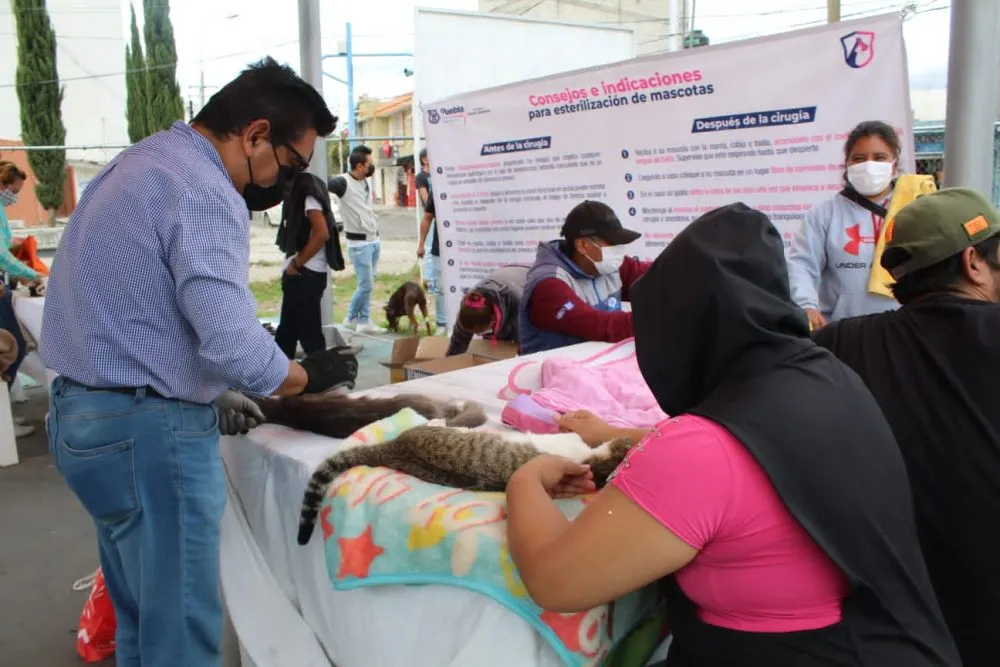 Van más de tres mil 800 gatos esterilizados por el Ayuntamiento de Puebla