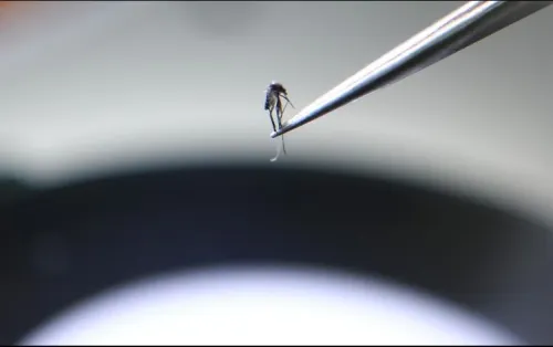 Detectan el primer caso de transmisión sexual del dengue en Europa