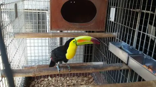 Asegura Profepa 20 ejemplares de fauna silvestre al no acreditar su legal procedencia en Puebla