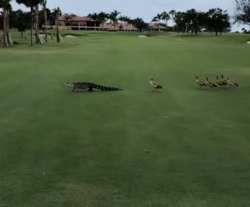 El video viral de unos Gansos corriendo a un cocodrilo de un campo de golf