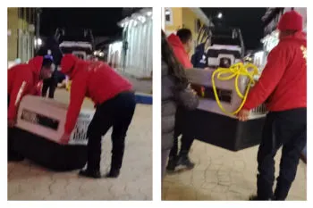 Acusan al Ayuntamiento de Chignahuapan por presunto maltrato animal; denuncian que perros callejeros fueron llevados al basurero