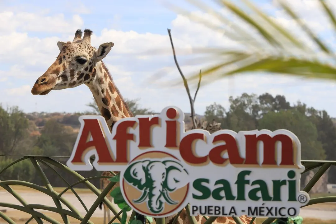 Jirafa Benito Africam Safari
