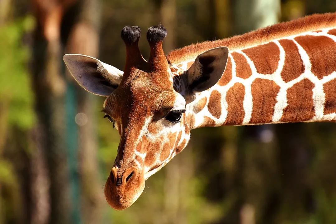 Foto: Imagen ilustrativa / pixabay.com