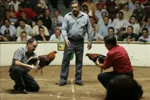 Suspende SGG peleas de gallos en ferias de Puebla