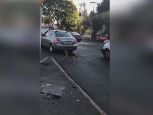 Perrito abandonado en la calle persigue el auto de sus dueñas