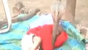 VIDEO: 4 cobras cuidan el sueño de un bebé