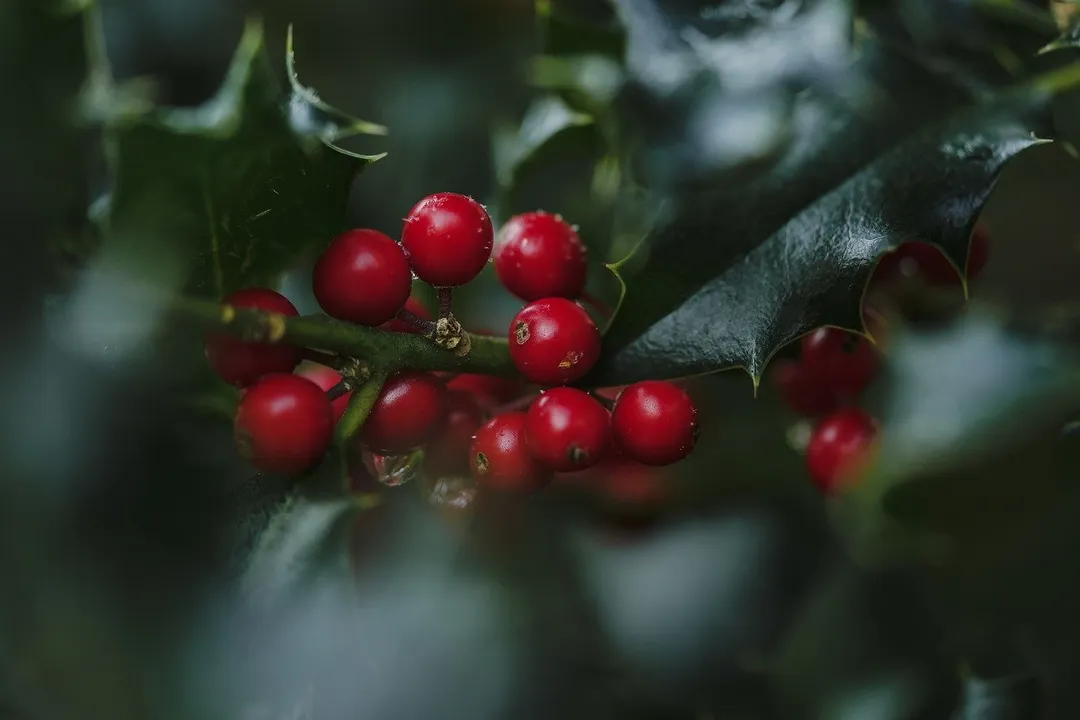 Navidad
