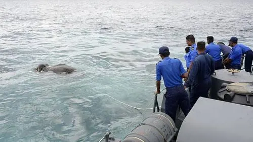 VIDEO: El “milagroso” rescate de un elefante en apuros en alta mar