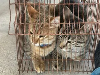 Gobierno municipal de Puebla sanciona a un ciudadano por maltrato animal