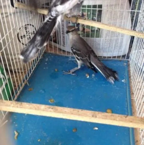 Decomiso PROFEPA 16 ejemplares de fauna silvestre en Acatlán de Osorio