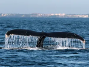 Inicia temporada de avistamiento de ballenas en Nayarit
