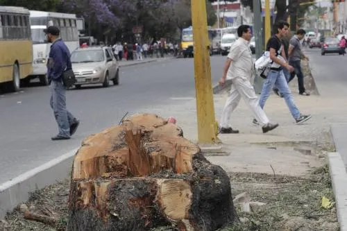 Avala Ayuntamiento la tala de 65 árboles en el Bulevar 5 de Mayo y Valsequillo