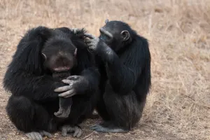 Estudio en chimpancés sugiere que la creencia en Dios podría ser evolutiva