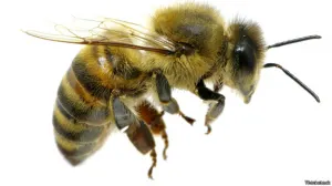 En la nariz, lugar donde más duele una picadura de abeja