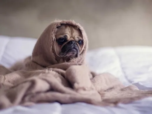 Influenza canina, virus que podría ser mortal para los humanos