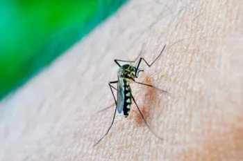 Sin contagios ni defunciones por dengue en Puebla durante las últimas 24 horas: Secretaría de Salud