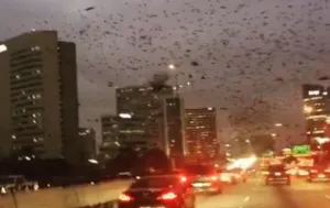 Extraño comportamiento de aves causa pánico en Houston (Video)