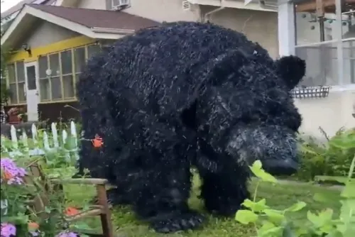 “Oso negro” baila con varios niños en vecindario de Mineápolis