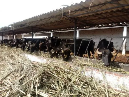 Asegura PROFEPA 44 búfalos por faltas al trato digno en San Gregorio Atzompa