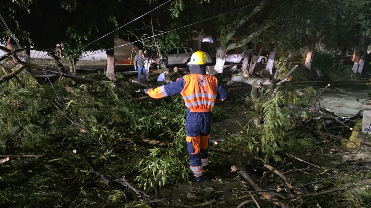 Caida Arbol Lomas Del Marmol