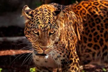VIDEO Jaguar muerde a niño imprudente en el Zoológico de León