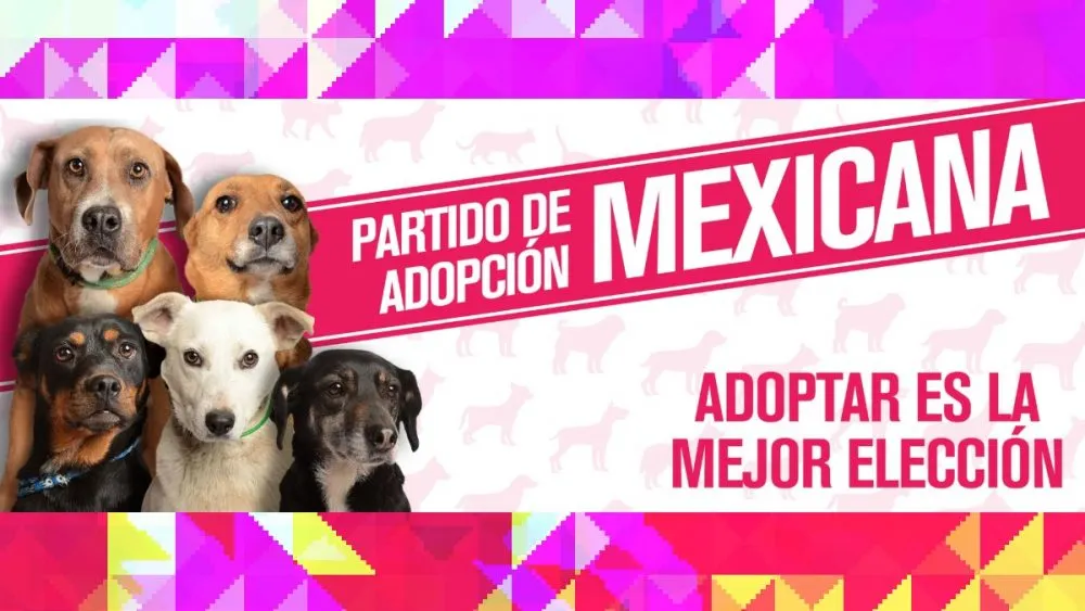 Crean partido para promover adopción de perros