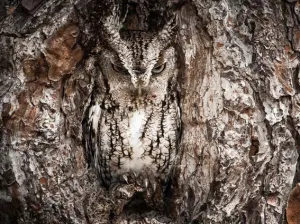 Ya hay ganadores del concurso de fotografía de Nat Geo