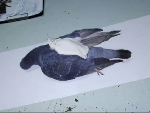 Matan a una narcopaloma en Argentina