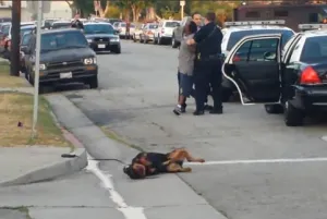 Policía de EU dispara contra rottweiler