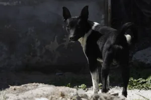 Estiman población de caninos en Puebla de 1 por 4 habitantes