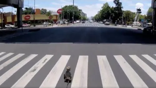 VIDEO: La intensa persecución de un perrito en Avenida Revolución