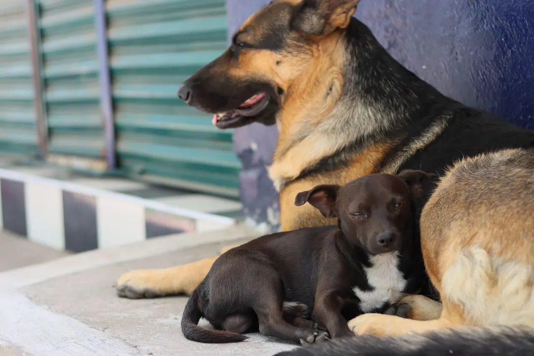 12 años de cárcel por consumir animales domésticos