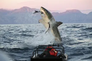 Semana del Tiburón regresa a la pantalla de Animal Planet