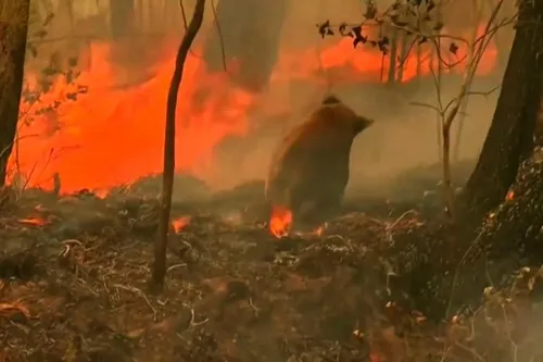 El fuego, sin dar tregua a Australia, pese a diversos esfuerzos