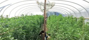 La pisca de mariguana, opción en EU; mexicanos se emplean en granjas