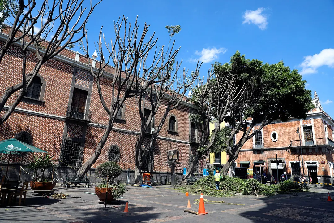 Arboles Poda Excesiva Plaza De La Democracia