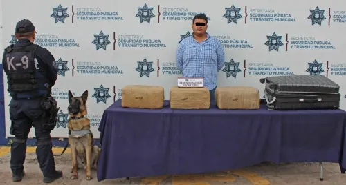 Aseguró Unidad Canina de la SSPTM de Puebla más de 21 kilogramos de posible marihuana