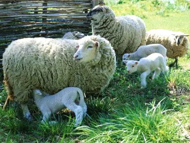 Muere menor arrastrado mil 500 metros, por animales