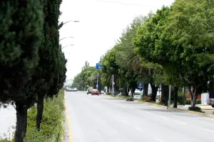 Libera Comuna permisos para derribar 235 árboles en el H. Serdán