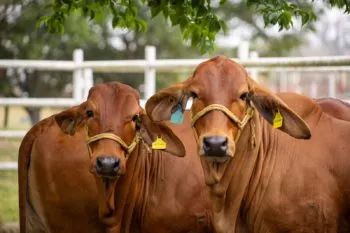 Puebla suma más de 500 casos de gusano barrenador; Gobierno destina 18 mdp para combatir la plaga
