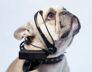 No más ladridos, ahora podrás entender a tu perro