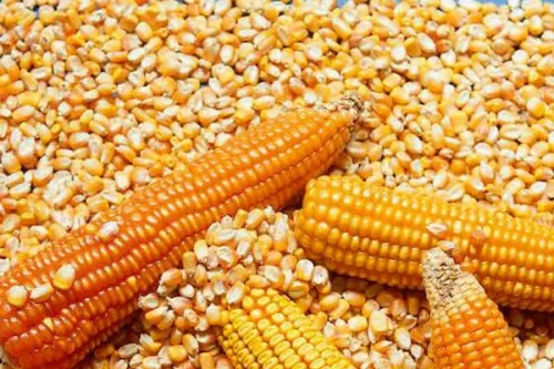 Busca gobierno federal bajar importación de maíz