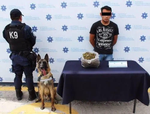 Asegura policía municipal más de un kilogramo de marihuana en la CAPU; hay un detenido